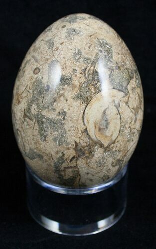 Decorative Fossil Coral Egg #2128